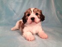 Female Cavachon puppy for sale in Iowa November 2012 Breeder
